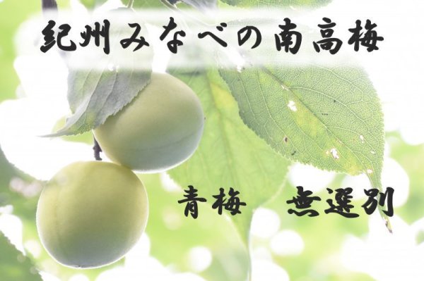 画像1: 紀州南高梅　無選別(訳あり)　青梅　10ｋｇ (1)