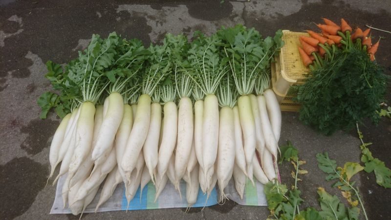 竹中農園の野菜畑