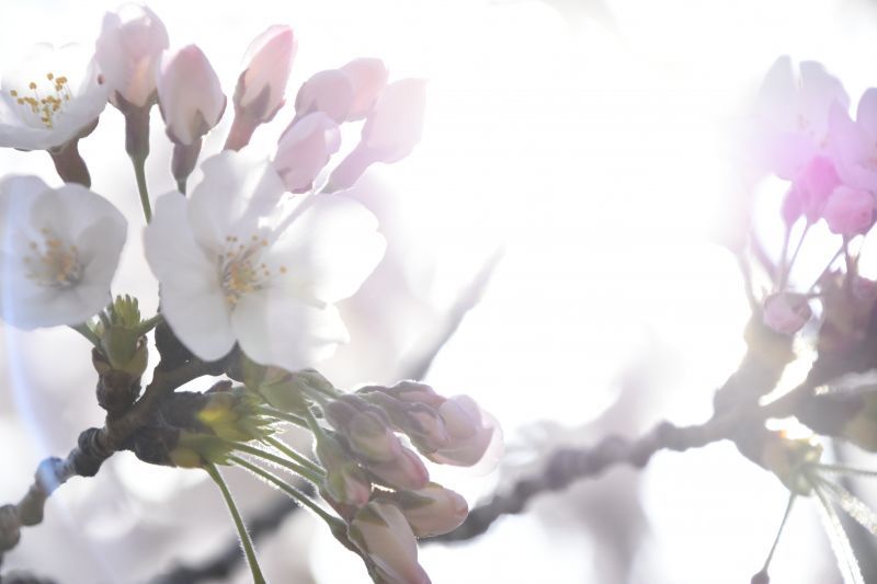 桜のお便り♪