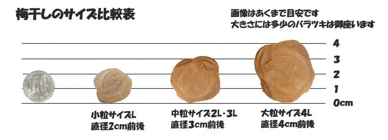 訳あり 紀州みなべの南高梅 白干し梅 中粒サイズ 10ｋｇ,白干し梅紀州みなべの南高梅！本場の味をご堪能下さい！！